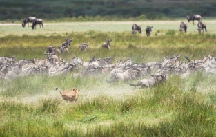 Löwe Gnus und zebras Ndutu-Ngorongoro 2017-2-2