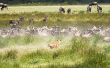 Löwe Gnus und zebras Ndutu-Ngorongoro 2017-3-2