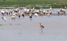 Storch und Flamingos Lake Manjara 2017-1-2