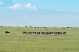 Straußenfamilie Ngorongoro-2017-2-2