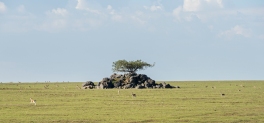 Thomson gazellen Ngorongoro-Serengeti 2017-1-2