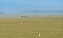 Thomson gazellen Ngorongoro-Serengeti 2017-2-2