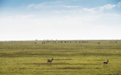 Thomson gazellen u Gnus Ngorongoro-Serengeti 2017-1-2