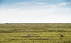 Thomson gazellen u Gnus Ngorongoro-Serengeti 2017-1-2
