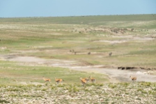 Thomson gazellen u Zebras Ngorongoro 2017-1-2