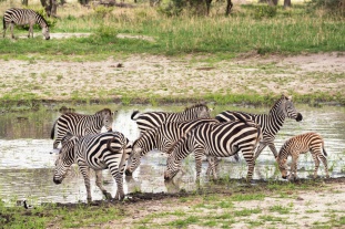 zebras Tarangire 2017-2-2