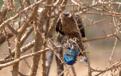 Adler beim essen Tsavo West Kenia 2018-1-2