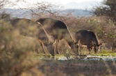 Antilopen Wasserstelle tsavo West 2018-1-2