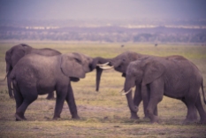 Elefanten Amboseli kenia 2018-1-2