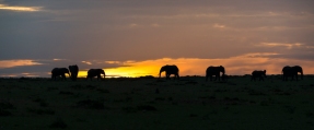 Elefanten Maisai Mara 2018-3-2