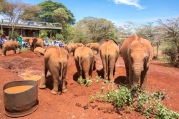 Elefanten Sheldrick Nairobi 2018-1-2