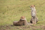Geparden Masai mara kenia 2018-2-2