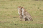 Geparden Masai mara kenia 2018-5-2