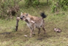 Hyänen Masai Mara Kenia 2018_3-2