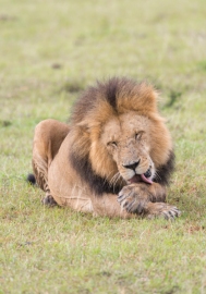 Löwe masai Mara 2018-1-2