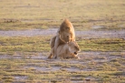 Löwen Amboseli Kenia 2018-1-2