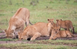 Löwen masai Mara Kenia 2018-3-2