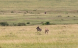 Löwin jagt Warzenschwein Masai Mara 2018-1-2