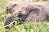 Elefanten Serengeti 2019_3-2