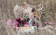 Gepard Serengeti 2019_3-2