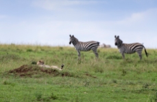Gepard u Zebras Serengeti 2019_1-2