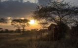 Giraffen Serengeti 2019_2-2
