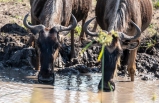 Gnus Serengeti 2019_1-2