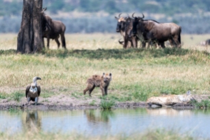 Hyänen Geier u Gnus Serengeti 2019_1-2