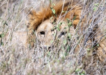 Löwe Serengeti 2019_4-2