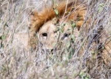 Löwe Serengeti 2019_4-2