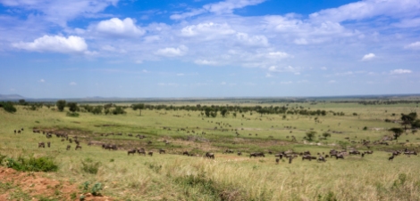 Migration Serengeti 2019_10-2