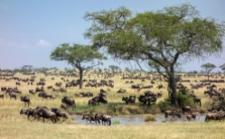 Migration Serengeti 2019_5-2