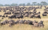 migration Serengeti Juli 19_1-2
