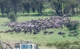 migration Serengeti Juli 19_14-2