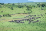 migration Serengeti Juli 19_17-2