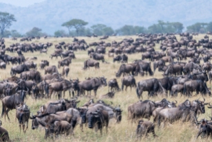 migration Serengeti Juli 19_8-2