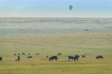 Balon u zebras Masai mara 2-20_1-2