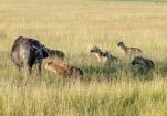 Büffel vs Hyänen Masai Mara 2020-3-2