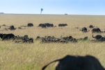 Büffelherde Masai Mara 2020-1-2