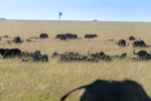 Büffelherde Masai Mara 2020-1-2