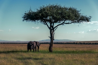 Elefant Masai Mara mit Akazie 2020-1-2