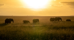 Elefanten Masai mara 2020_1-2