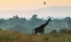 Giraffe u Balon Masai Mara 2020_4-2