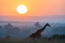 Giraffe u Sonnenaufgang Masai Mara 2020_3-2
