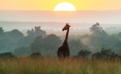 Giraffe u Sonnenaufgang Masai Mara 2020_4-2