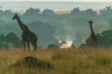 Giraffen Masai Mara 2020_1-2