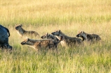 Hyänen vs Büffel Masai mara 2020-02_2-2