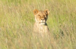 Löwe Masai Mara kenia 2020_1-2