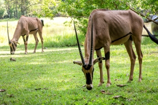 Oryx gazellen Haller park Kenia 2020-1-2