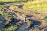 Schakal Masai Mara 2020_1-2